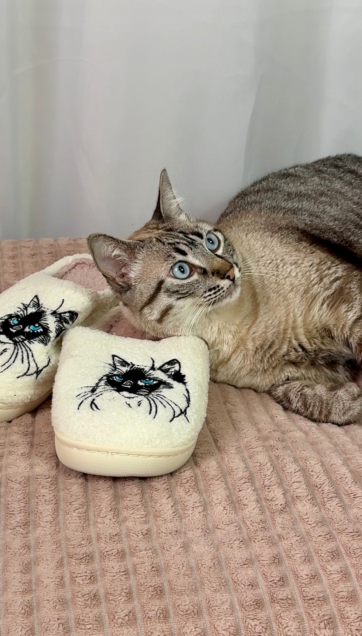 Pantufa Gatinho Olhos de Safira